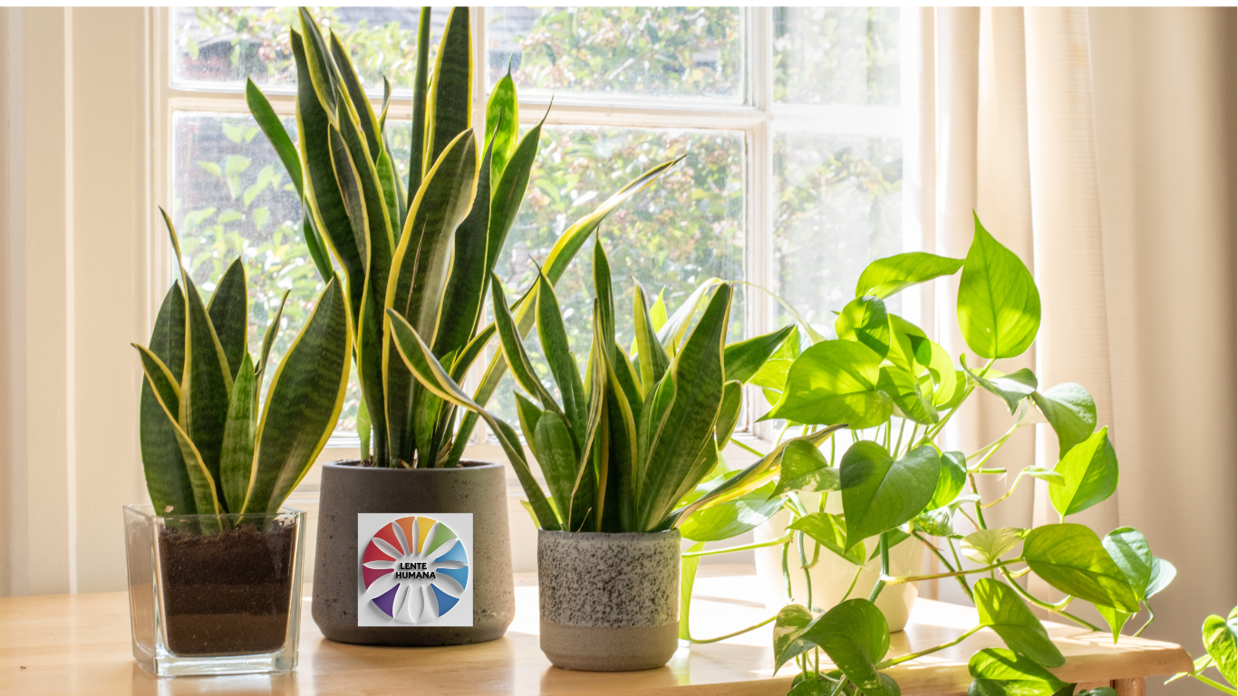 Escolha Perfeita - As Melhores Plantas para o Seu Apartamento 3lentehumana Imagem do H2