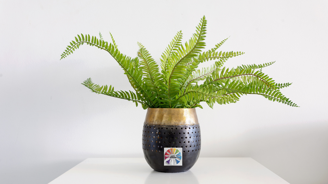 Escolha Perfeita - As Melhores Plantas para o Seu Apartamento 2lentehumana Imagem do H2